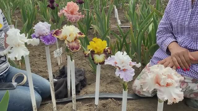 Великолепная восьмерка - бородатые ирисы (Сад Ворошиловой)