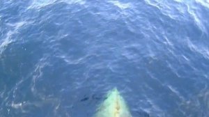 Дельфины по носу судна.