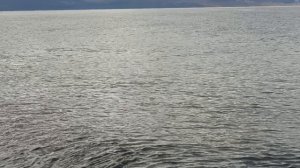 Сочи. Декабрь 2025 года. Военный санаторий "Лазурный берег. Дельфин.