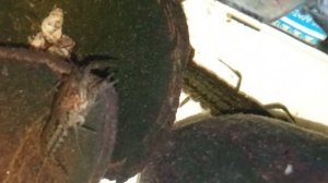 Мраморные раки. 25 декабря 2025 года. Умная колонка Маруся рассказывает анекдоты!!!