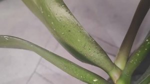 #149 ОрхоVLOG плачут орхидеи, плАчу я. Бесплатный сыр- прибыль продавцам