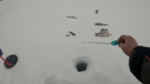 Кто ищет тот всегда найдёт, окунь на мормышку.