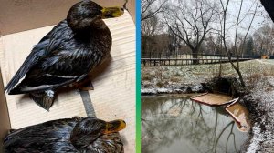 Сотни уток стали жертвами экологической катастрофы на реке Яуза в Москве