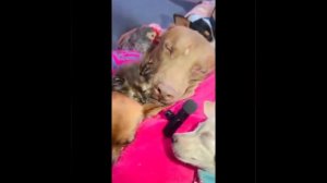 Видео от МЯУтаверс – как метавселенная, но с котами