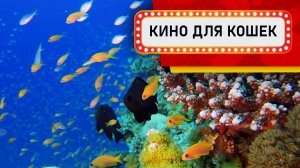 Видео для кошек - Желтые рыбки в рифах (Ваш кот будет доволен!)