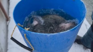 Запуск форели