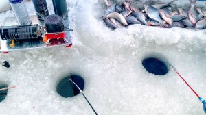 КИВКИ ГНУТ,но УДОЧКИ не ЛОМАЮТ. РЫБАЛКА для ДУШИ с КУЧЕЙ РЫБЫ