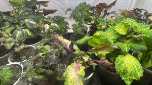 Колеусы никак не хотят расти 🙈. Лунный календарь на январь месяц 2026 год.