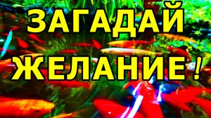 ЗИМОВКА РЫБ В АПТЕКАРСКОМ ОГОРОДЕ. ОБИТАТЕЛИ ПАЛЬМОВОЙ ОРАНЖЕРЕИ: РЫБЫ И РАСТЕНИЯ. МОСКВА.