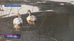 Двое лебедей остались зимовать под Сергиевым Посадом: жители встревожены