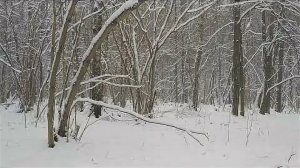 Ну оооочень длинный влог... Декабрь...