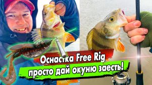 Ловля окуня в декабре на раков Jara baits / Оснастка Free rig что это?