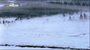 В этом мире не выжить