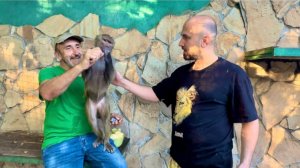 Не нужно жалеть Люсю, она живет своей гамадрильей жизнью.