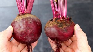 Бабушка 90 лет НАУЧИЛА готовить ПОЛЕЗНЫЙ и ВКУСНЫЙ салат из СВЕКЛЫ!