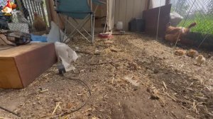 Любовь птицевода к Курочкам 🐥🐔🥚 Нежное видео 🐓 Версия (95)