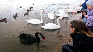 Лебеди едят с рук. Красивое видео