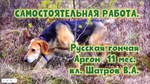 САМОСТОЯТЕЛЬНАЯ РАБОТА. Русская гончая Аргон 11 мес. вл. Шатров В.А.#охотасгончей#топ #hunting