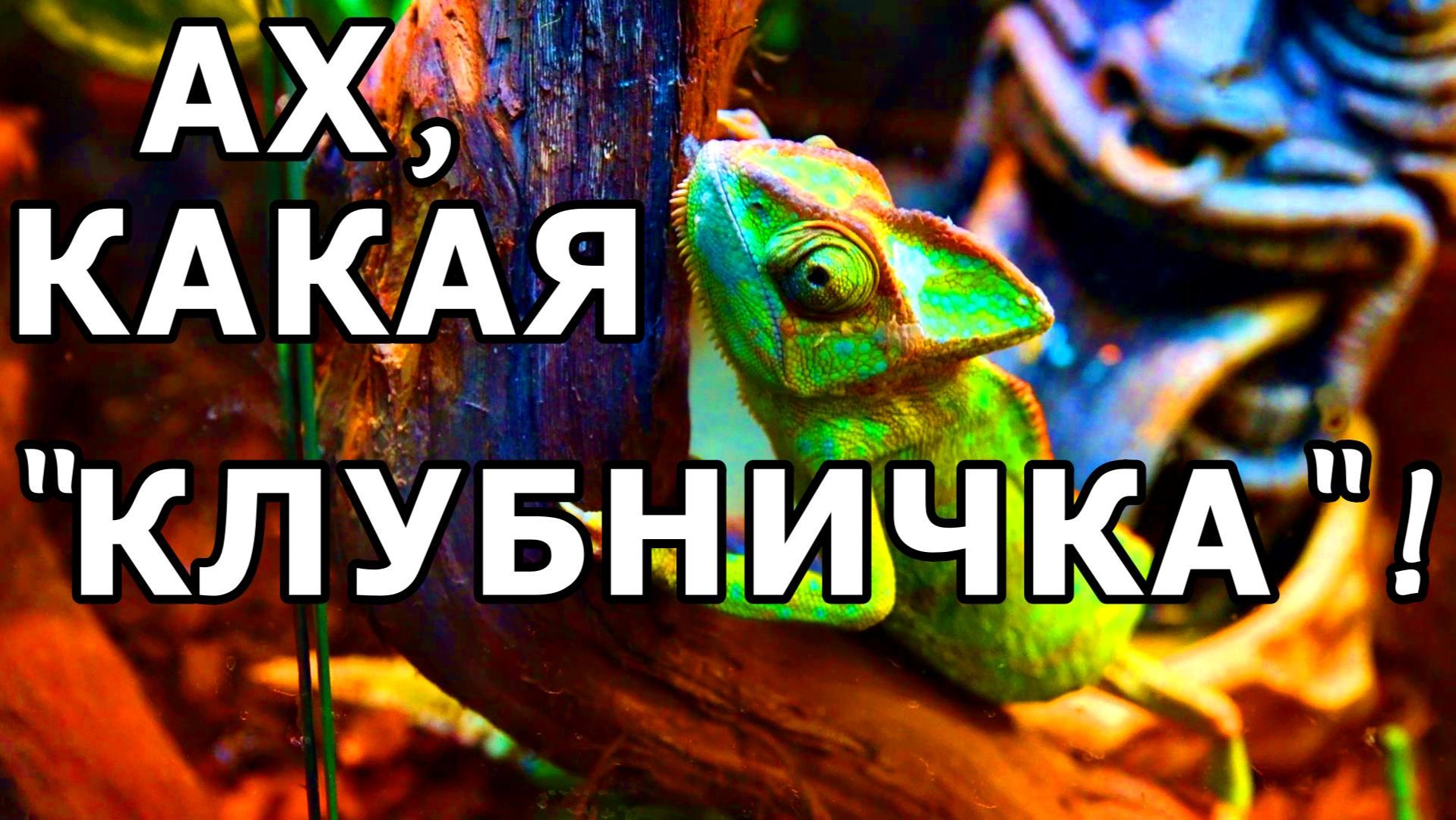 ОСМОТРИТЕЛЬНАЯ САМКА ХАМЕЛЕОНА «КЛУБНИЧКА». АПТЕКАРСКИЙ ОГОРОД. МОСКВА. 17 ДЕКАБРЯ 2025 ГОДА. смотреть онлайн