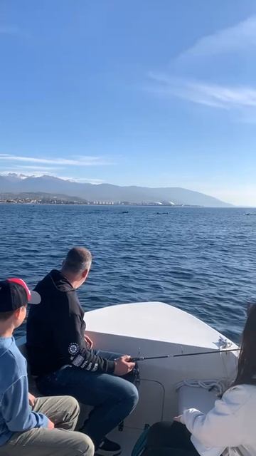 Огромное стадо дельфинов гонят сельдь в Адлере. смотреть онлайн