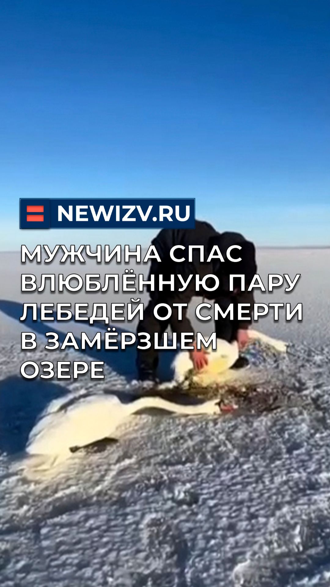Мужчина спас влюблённую пару лебедей от смерти в замёрзшем озере смотреть онлайн