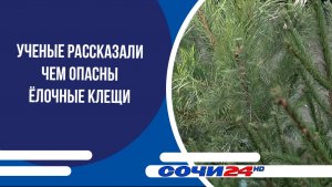 Ученые рассказали чем опасны ёлочные клещи