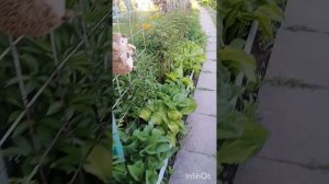 А, по Весеннему шашлычку?