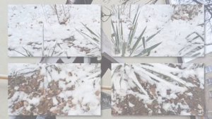 Кисловодск зимой.25.12.25