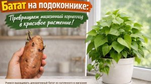 Попробуйте вырастить это красивое растение, продается во всех магазинах