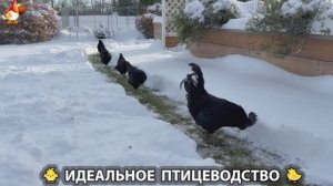 Идеальное птицеводство достойно восхищения 🐓🦆🦢🦚🦃🐔 эпизод (430)