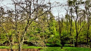 Под пение соловья