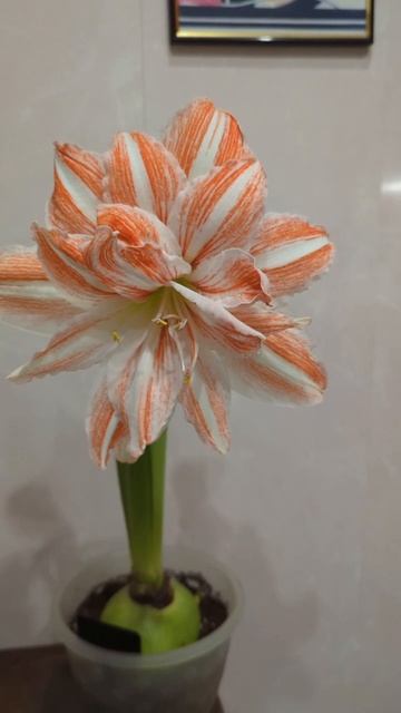 25-12-2025.Гиппеаструм Dancing Queen. смотреть онлайн