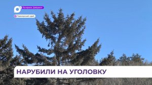 В лесном фонде Приморского края выявлена незаконная рубка хвойных деревьев