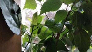 Скоро Новый год.Зацветают гибискусы.