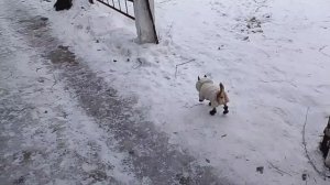 Гуляю с собачкой/На улице мороз/У Лёмы зимняя куртка и сапожки.Лёма гарцует/Жизнь в провинции/