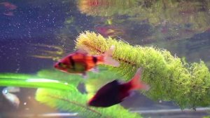 Как нерестятся чёрные барбусы