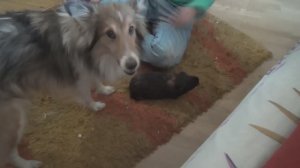 Блэкки и Лета на ковре 10марта2022