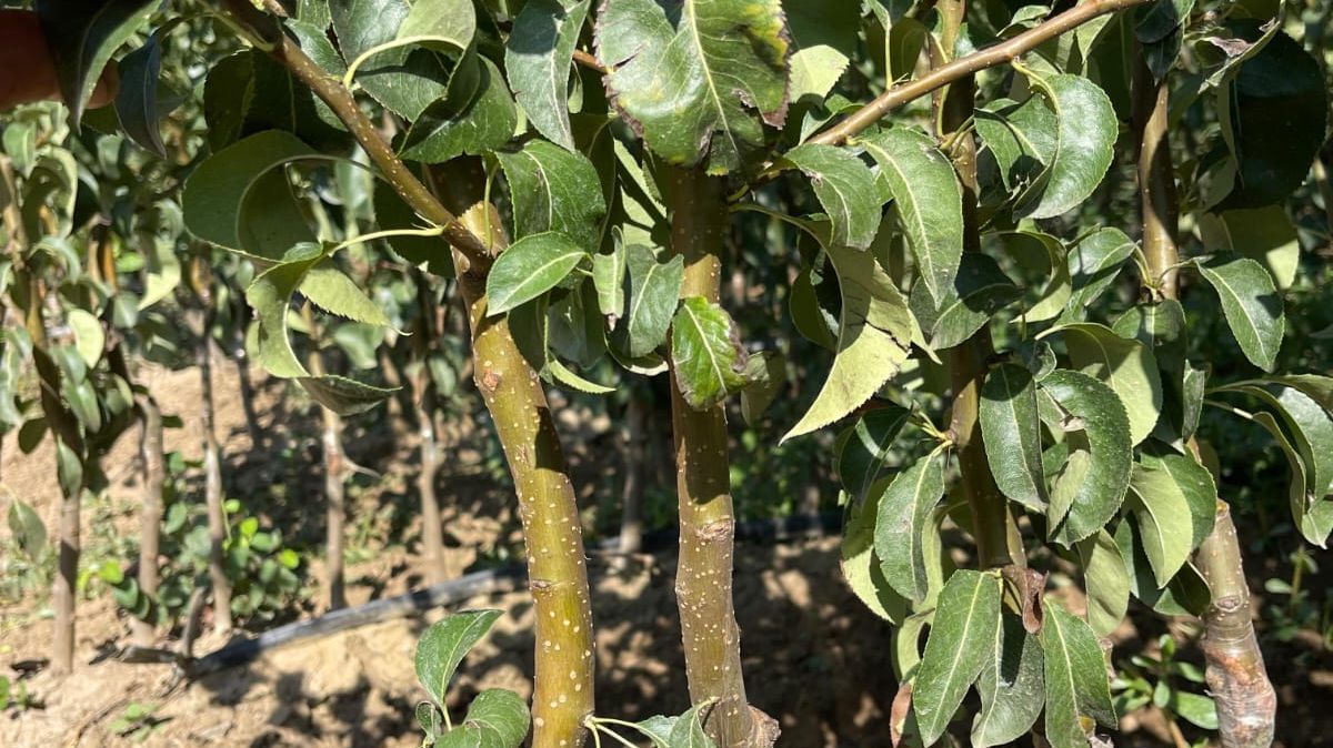 Саженцы груши производство Сербия