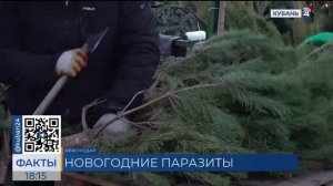 Нашествием елочных клещей в декабре обеспокоены жители Кубани