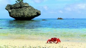 Интересный факт: «Остров рождества»