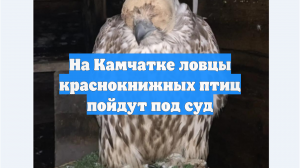 На Камчатке ловцы краснокнижных птиц пойдут под суд