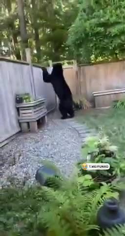 Мишка ушел красиво😆 смотреть онлайн