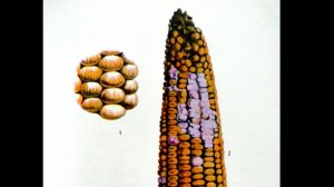 Заболевания початков кукурузы