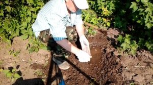 Необычный способ посадки смородины, формирование куста смородины происходит намного быстрее.