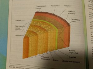 бр бр потапим