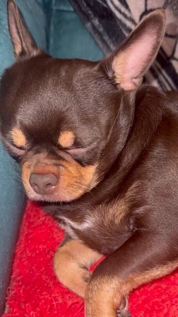 Вот это храп.