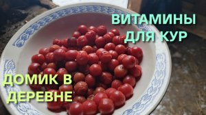 Жизнь в деревне Кормлю кур-несушек необычными вкусняшками
