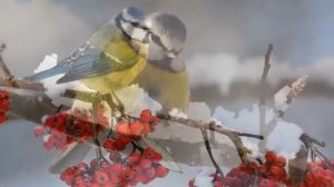 Снегири и синицы зимой. Фото.