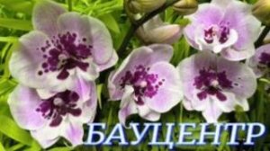 №1156/ МНОГО свежих ОРХИДЕЙ в БАУЦЕНТРЕ