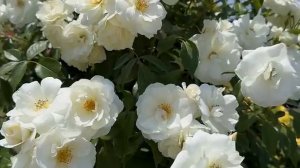 сад🐞🐞🐞🐝🌹🌹🌹🌿